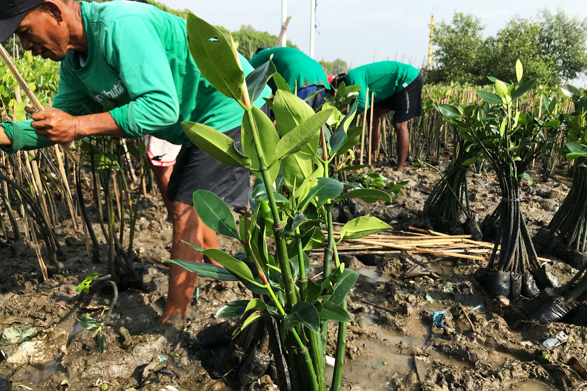 Arkadia-Works-Tanam-Pohon-2025_03