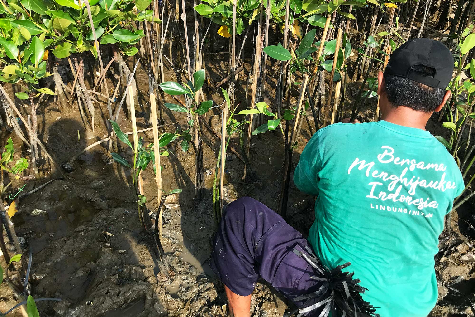 Arkadia-Works-Tanam-Pohon-2025_04